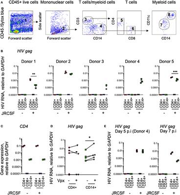 Myeloid Cells in Intact Human Cervical Explants Capture HIV and Can Transmit It to CD4 T Cells